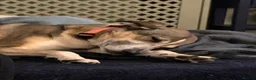Mixed Breed dogs for sale: Beautiful Moroccan girl beldi  - Advert 15