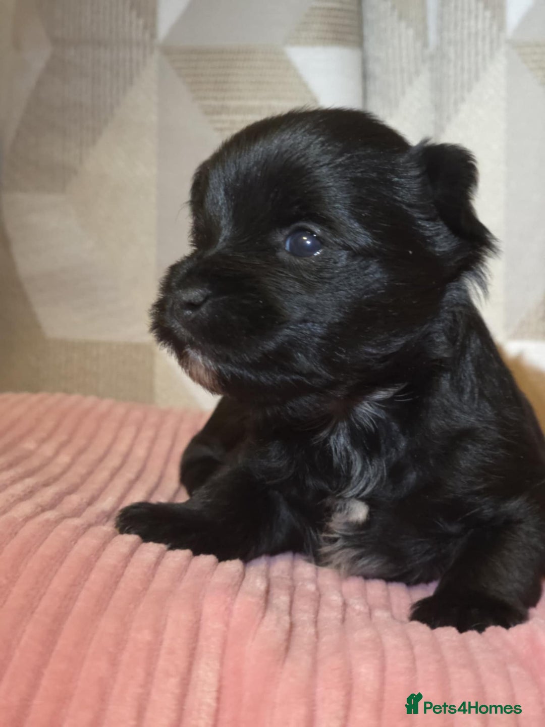 Yorkshire Terrier dogs for sale: For sale Tiny Yorkshire Terrier - Advert 15