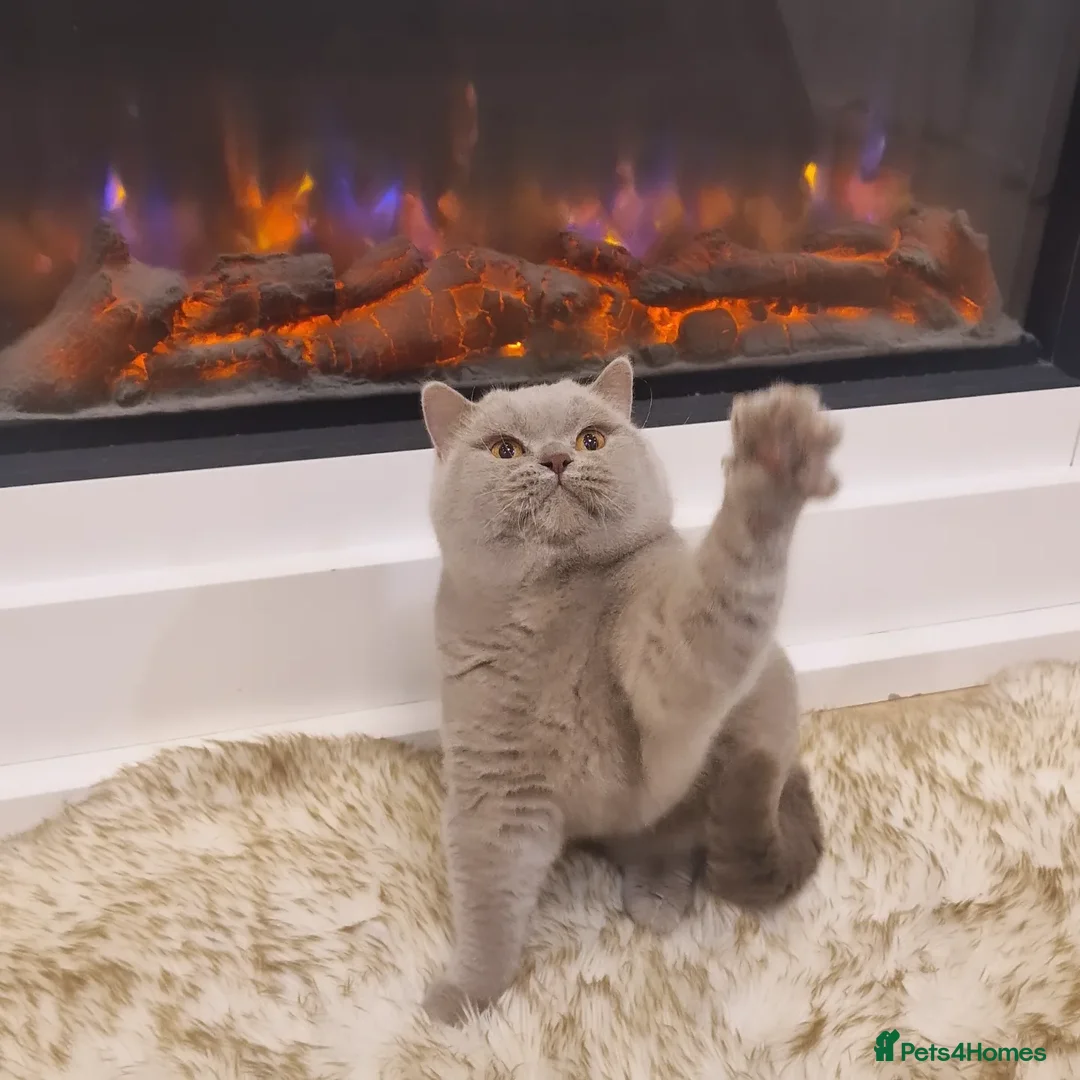 British Shorthair cats for stud: 🌟Exclusive Import ⭐World-Class Type🌟 - Advert 8