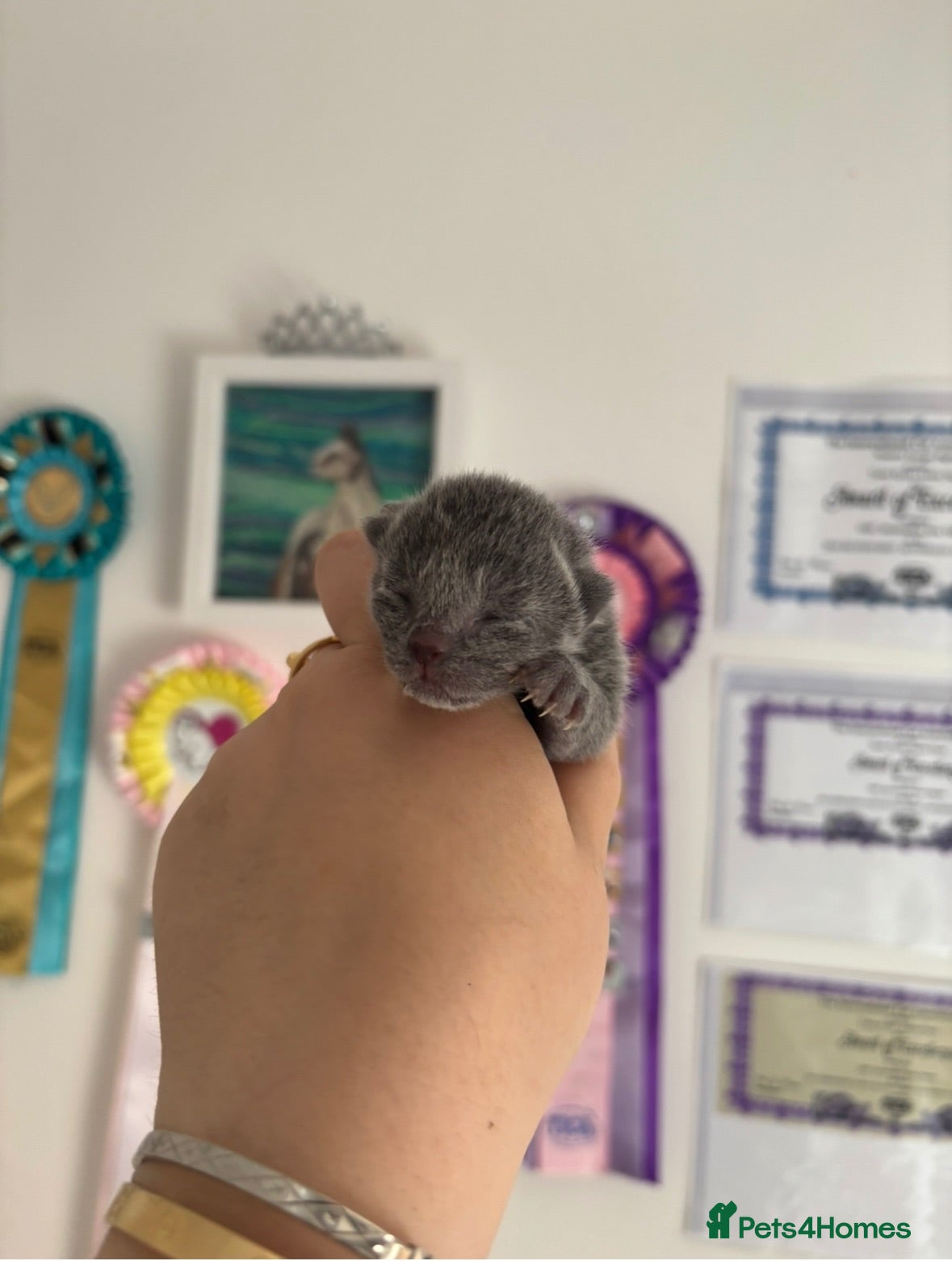 Russian Blue cats Top pedigree Instagram star Russian blue kittens - Advert 2