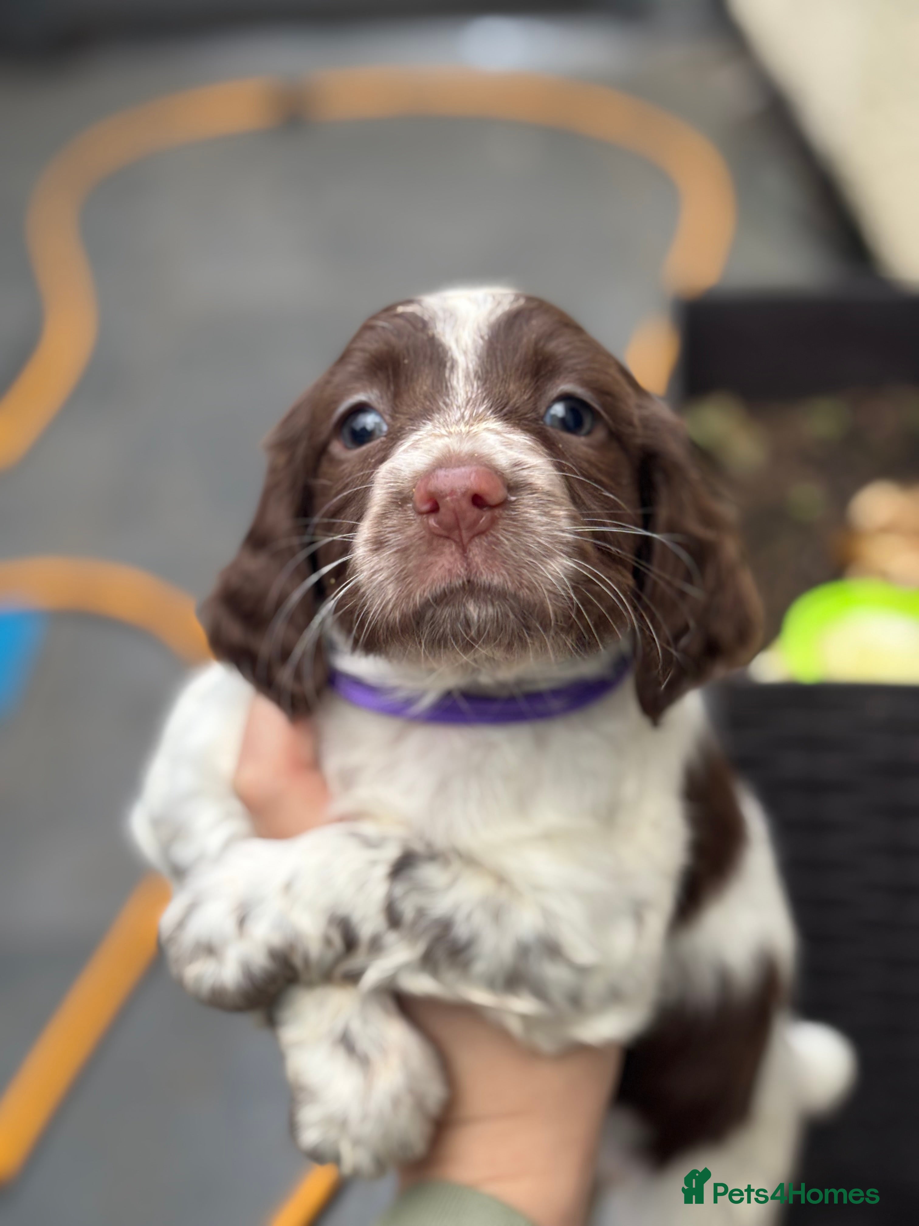 Sprocker dogs Sprocker bitch puppies  - Advert 1