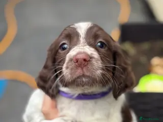 Sprocker dogs Sprocker bitch puppies - Advert 1