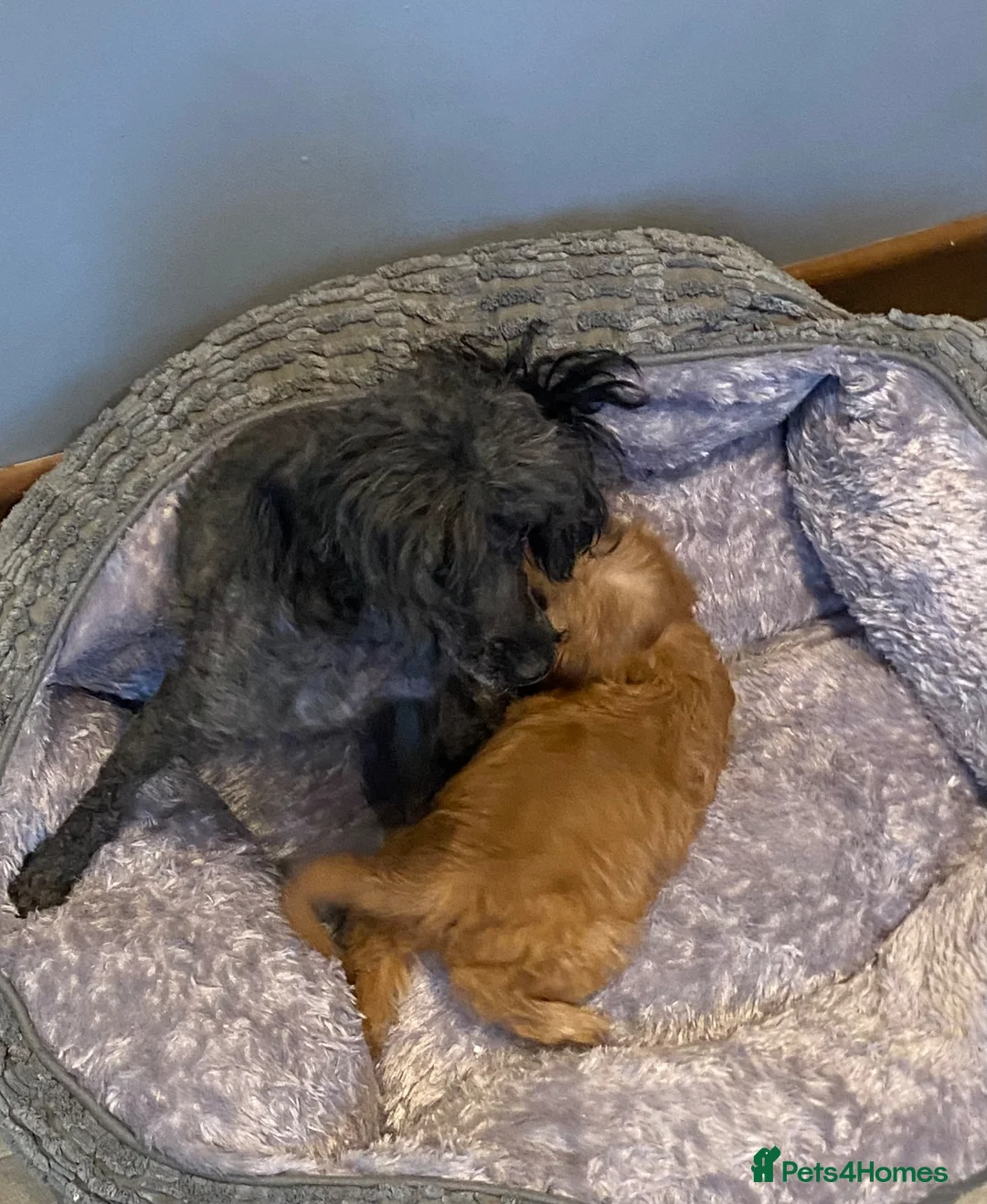 Cavapoo dogs for sale: F1 Toy Cavapoo puppies  - Advert 6