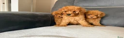 Toy Poodle dogs for sale: Toy poodle - Advert 17