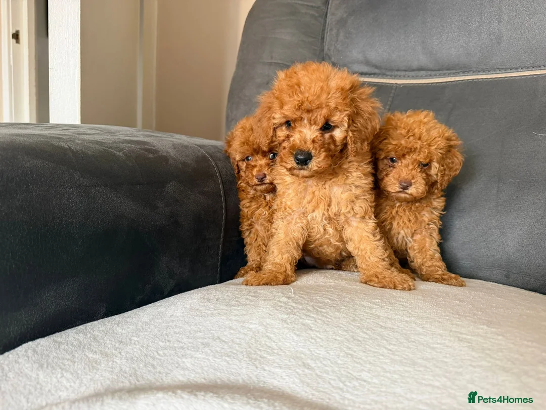 Toy Poodle dogs for sale: Toy poodle - Advert 17
