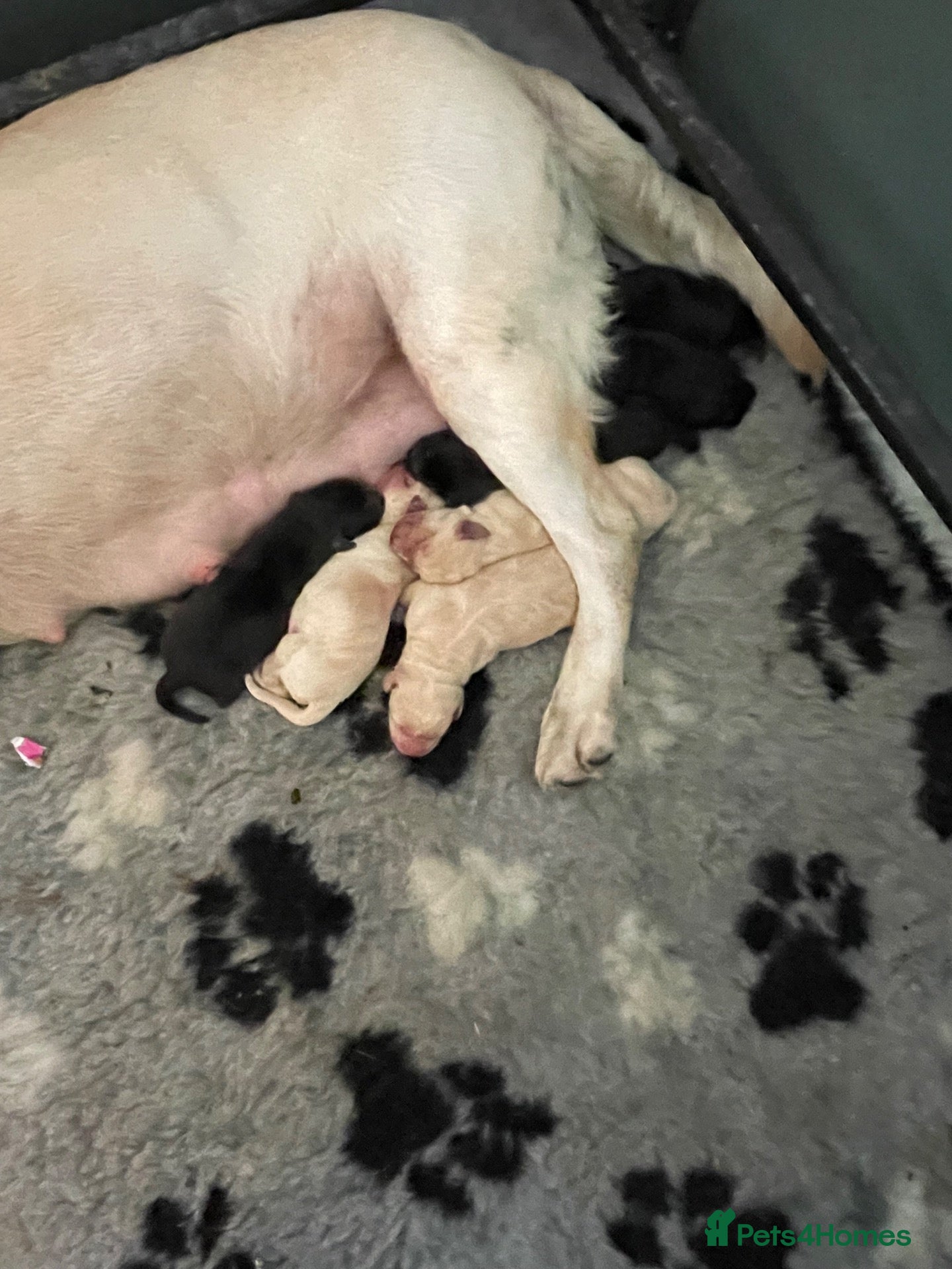Labrador Retriever dogs for sale: KC Registered Labrador Retriever - Advert 2