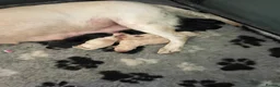 Labrador Retriever dogs for sale: KC Registered Labrador Retriever - Advert 2