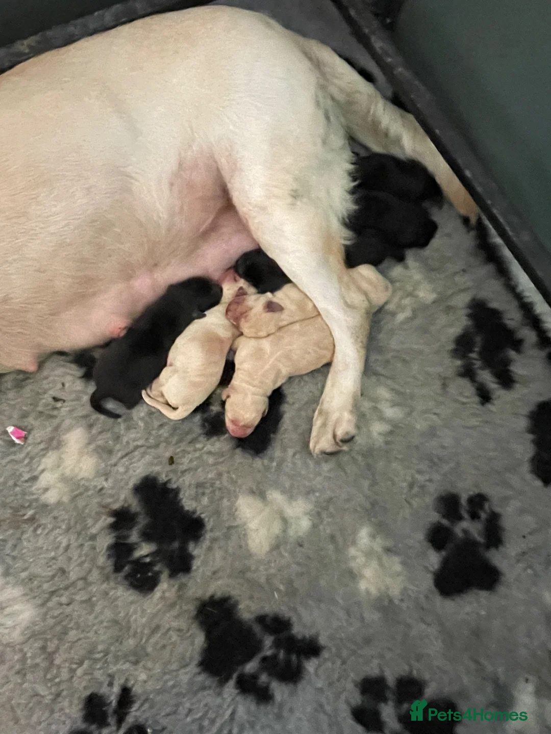 Labrador Retriever dogs for sale: KC Registered Labrador Retriever - Advert 2