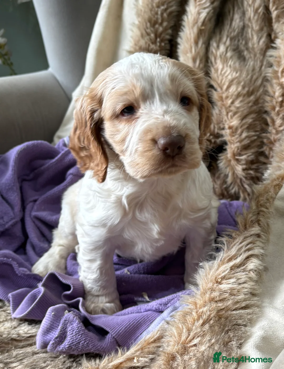Cocker Spaniel dogs for sale: Cocker Spaniel Litter - Advert 14