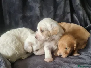 Maltipoo dogs Gorgeous f2 maltipoo puppies - Advert 6