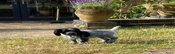 Cocker Spaniel dogs for sale: Blue roan bitch  - Advert 3