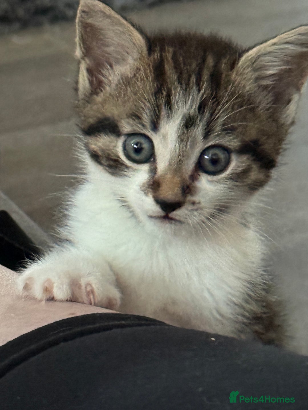 Domestic Shorthair cats for sale: 3 beautiful tabby females  - Image 6