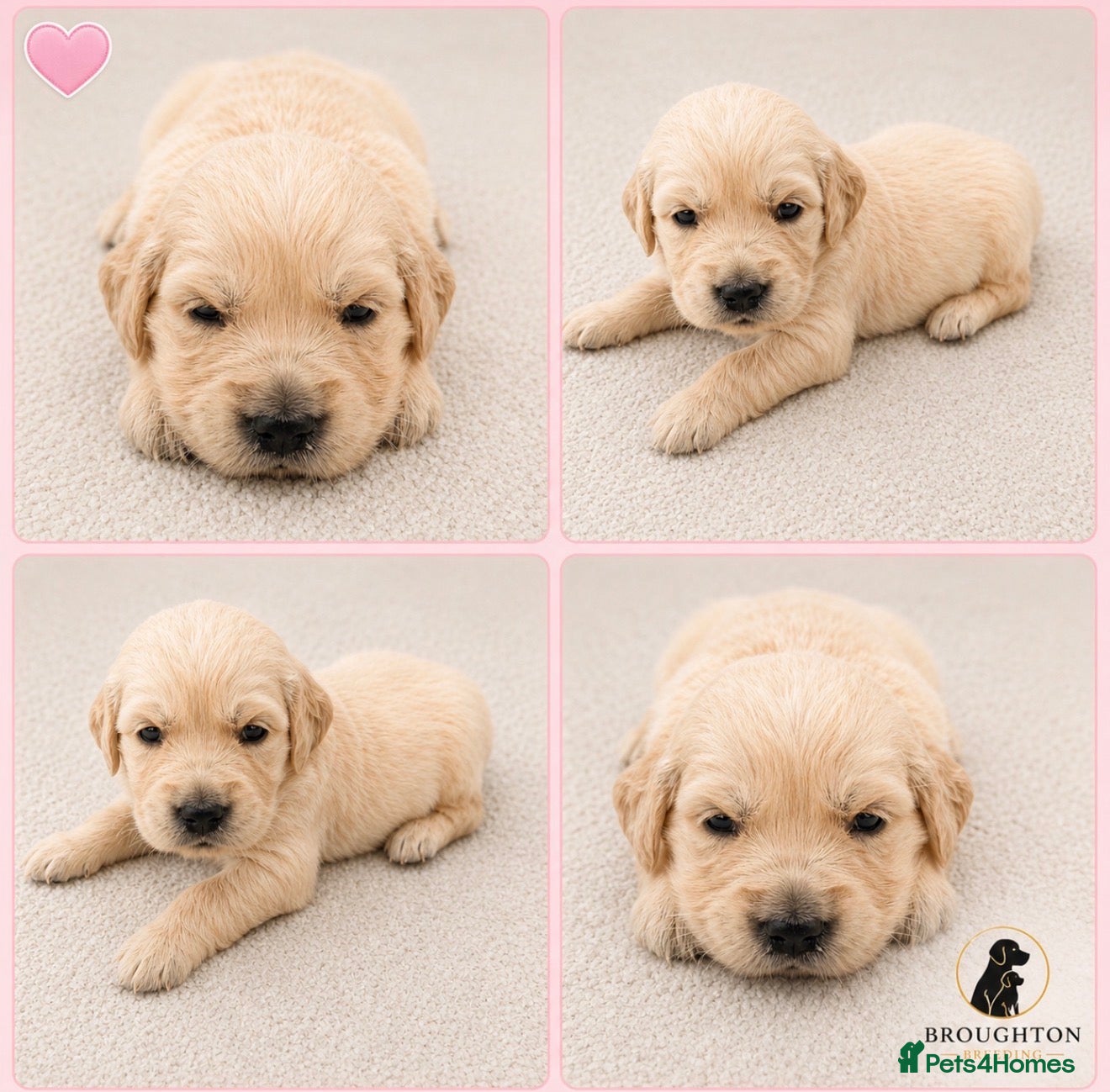 Golden Retriever dogs KC Golden Retrievers -  Health Tested Parents 🧬 - Advert 1