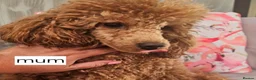 Toy Poodle dogs for sale:  Licensed breeder, kc DNA CLEAR tiny toy poodles! - Advert 31