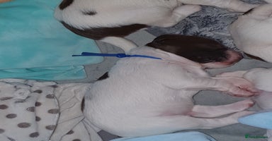 English Springer Spaniel dogs - Advert 12