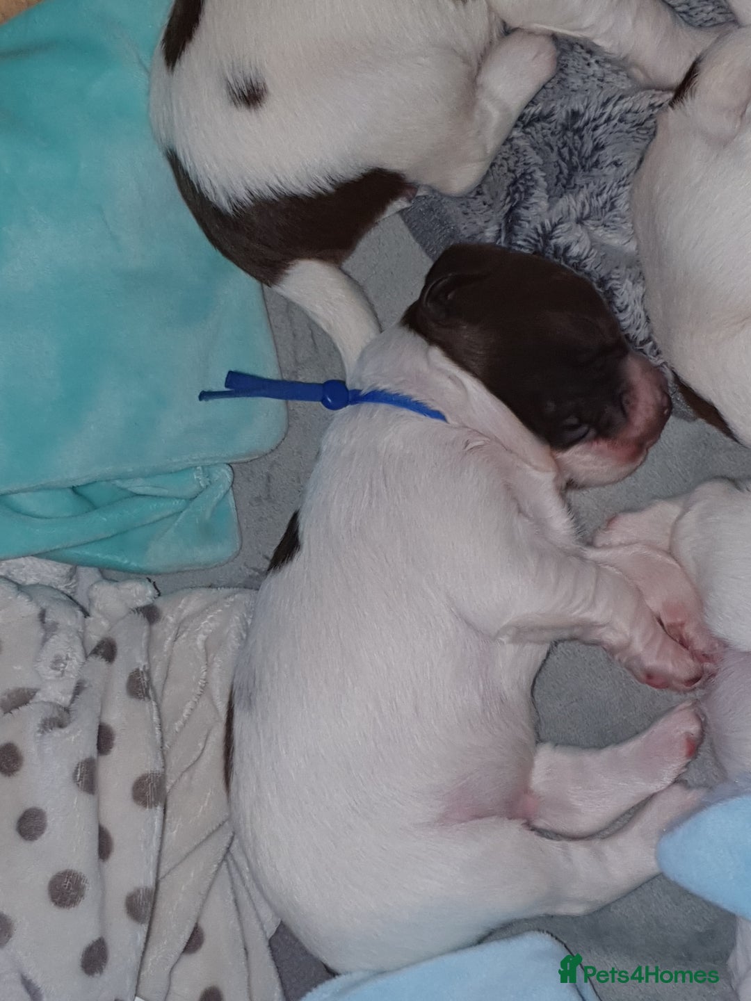 English Springer Spaniel dogs for sale:   English Springer Spaniel puppies  - Image 12