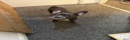 Mixed Breed dogs for sale: 2 french bull dogs need homes in Bootle - Advert 2