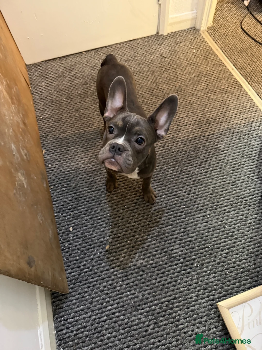Mixed Breed dogs for sale: 2 french bull dogs need homes in Bootle - Advert 2