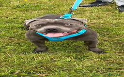 Staffordshire Bull Terrier dogs for stud: PROVEN Staffordshire bull terrier stud  - Image 13