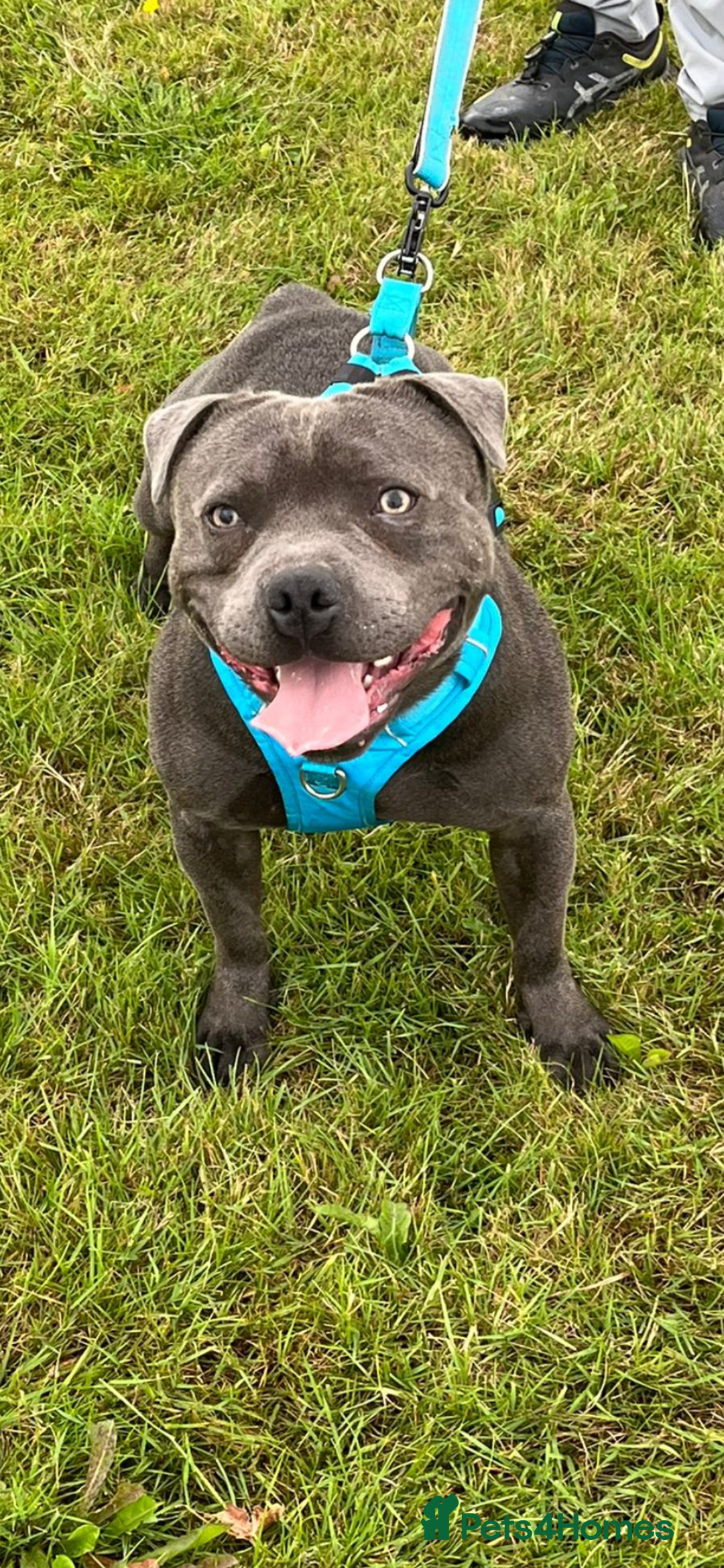 Staffordshire Bull Terrier dogs for stud: PROVEN Staffordshire bull terrier stud  - Image 13