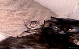 Mixed Breed cats for sale: Pretty little girls  - Image 12
