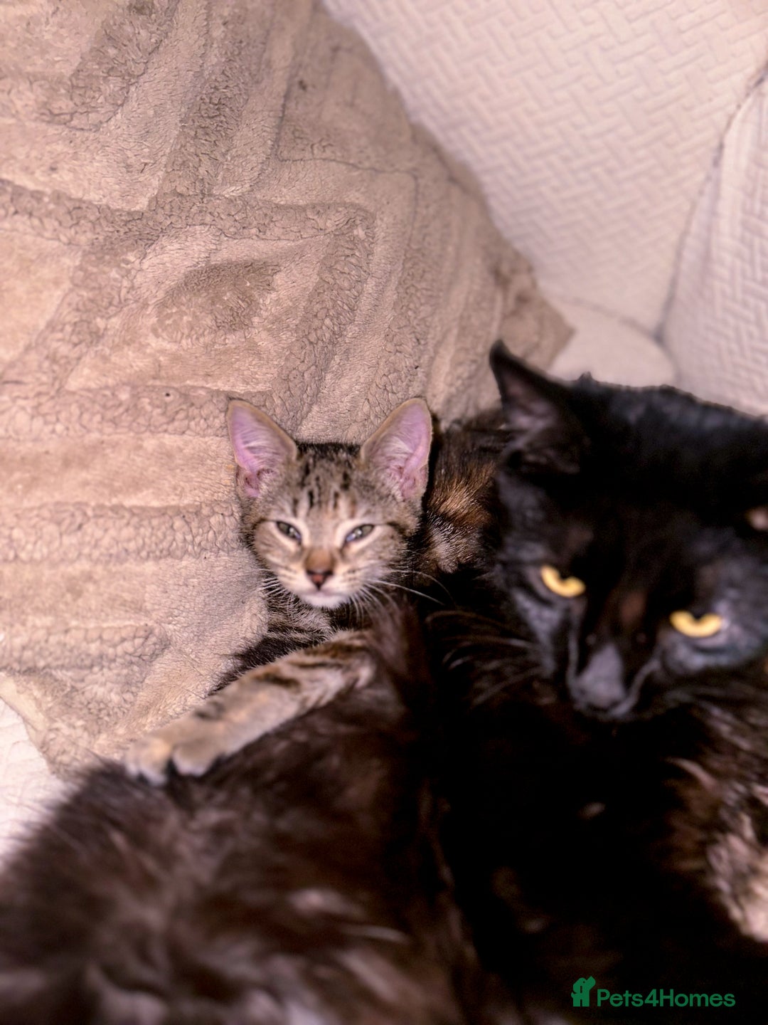 Mixed Breed cats for sale: Pretty little girls  - Image 12