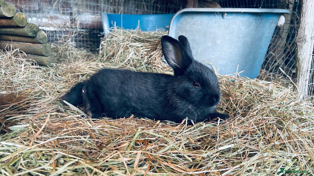 Mixed Breed rabbits for sale: Baby rabbits - Image 9