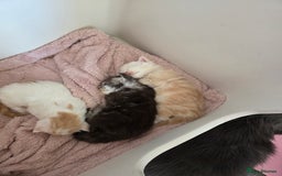 Maine Coon cats for sale: STUNNING MAINE COON KITTENS  - Image 13