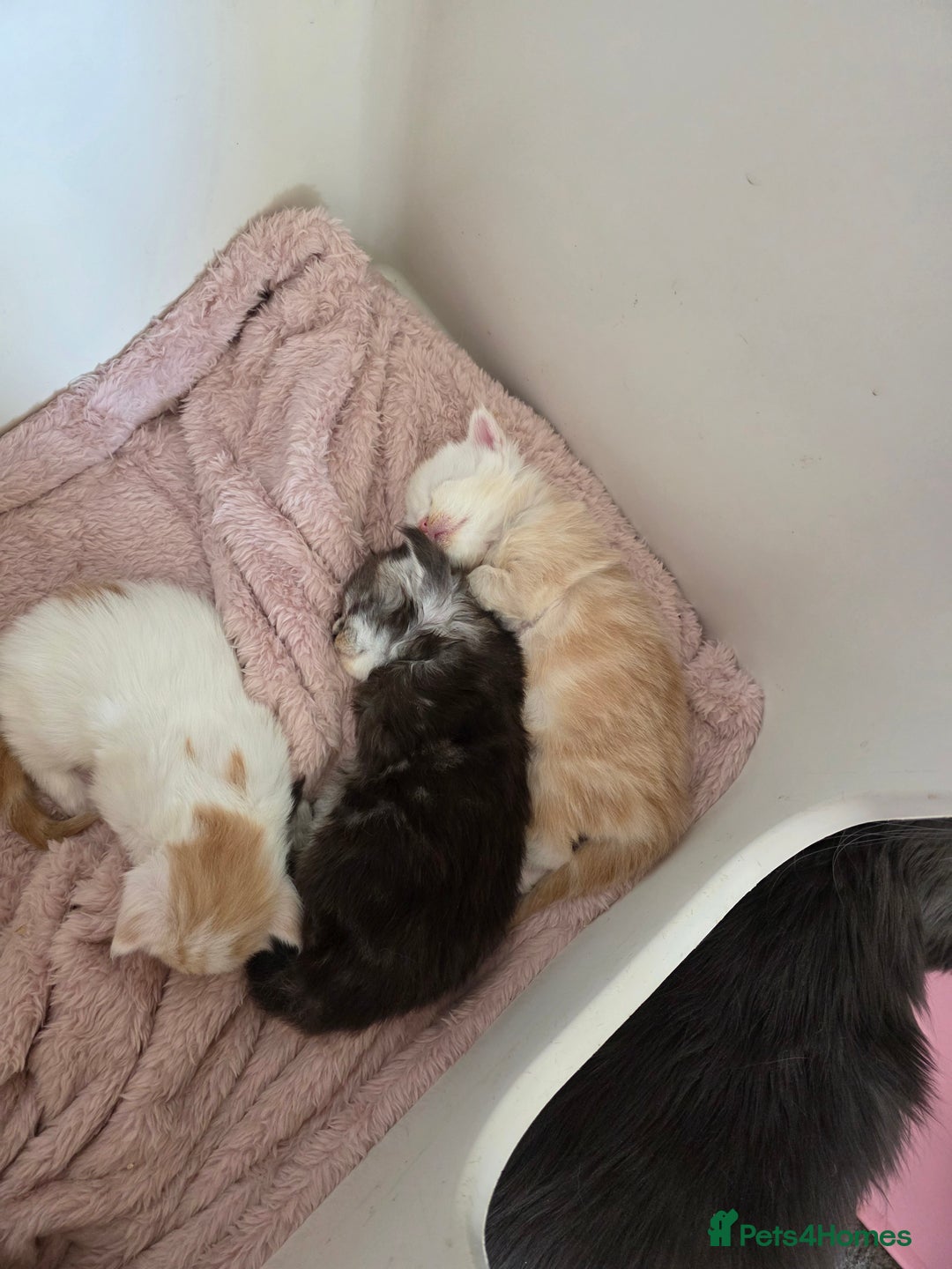 Maine Coon cats for sale: STUNNING MAINE COON KITTENS  - Image 13