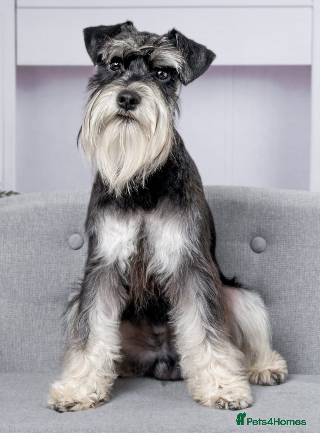 Mega Coat Mini Schnauzer Teddy Bear Cut Schnauzer Puppy Haircut Haircut  Miniature Schnauzer, image size:1080x1460