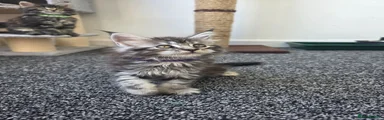 Maine Coon 6