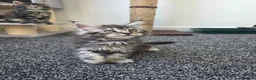 Maine Coon cats for sale: Maine coon pedigree kittens  - Advert 14