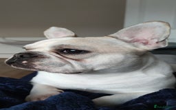 French Bulldog dogs for sale: Looking for his forever home - Image 5