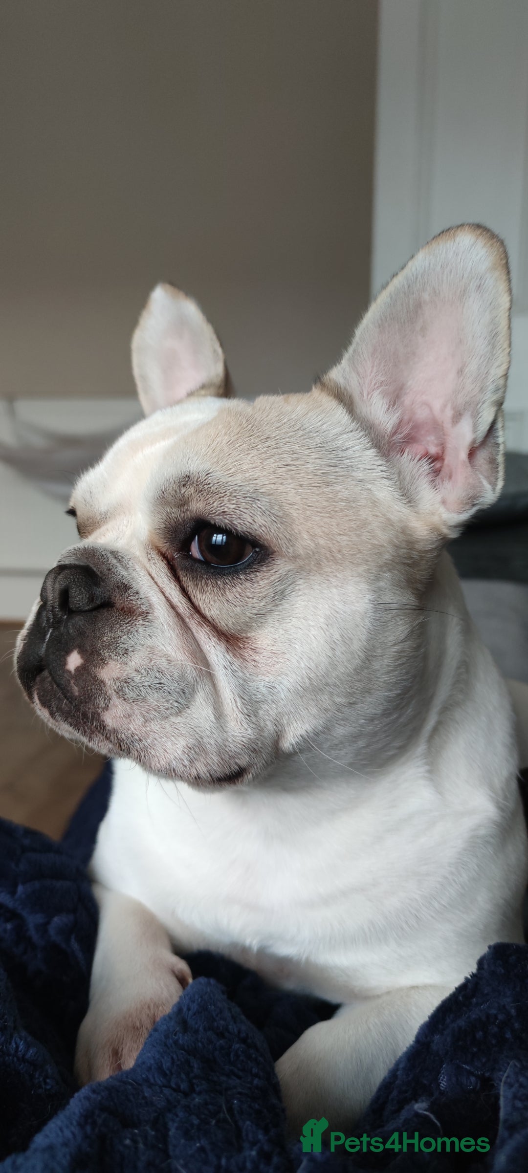 French Bulldog dogs for sale: Looking for his forever home - Image 5