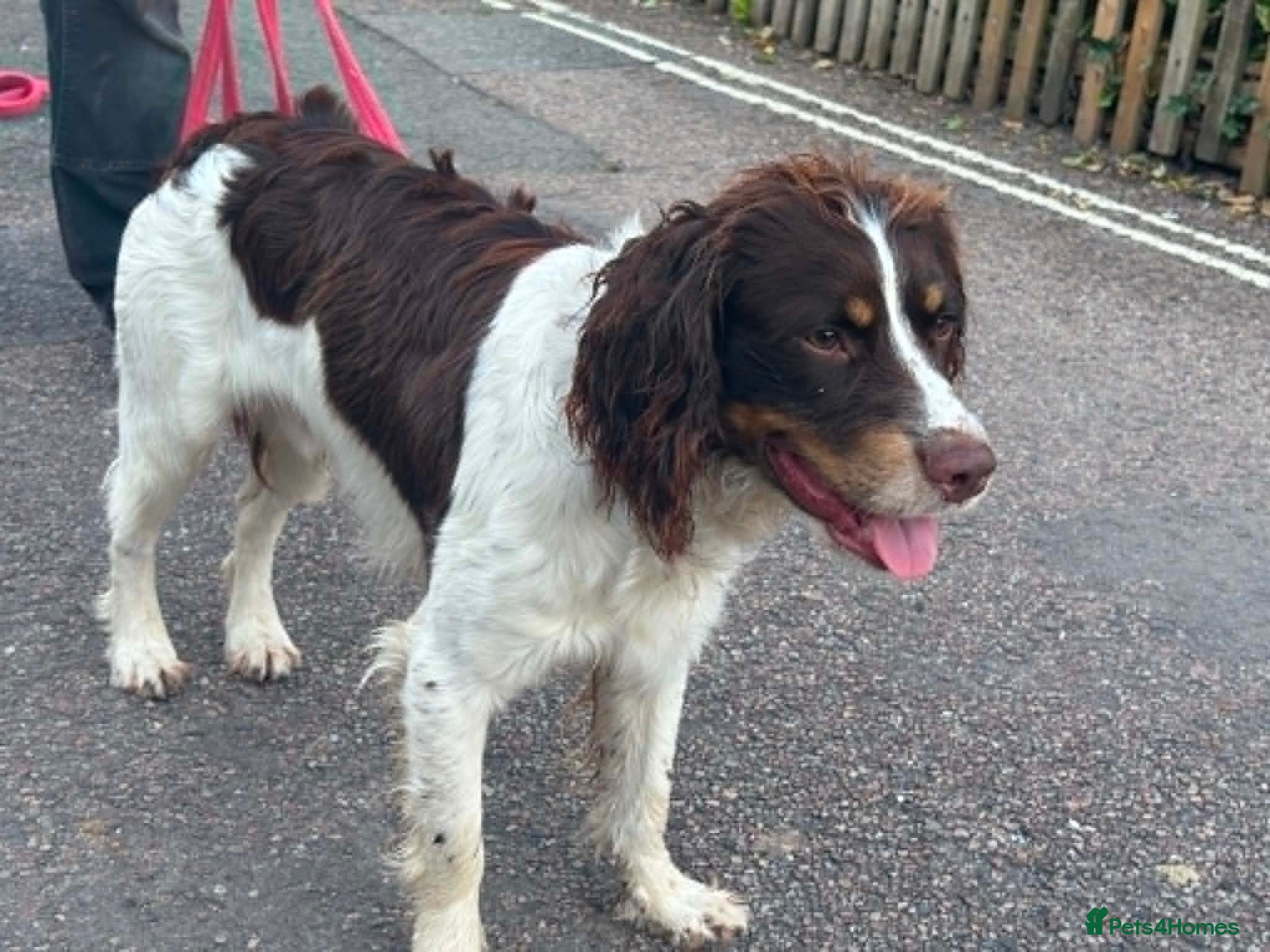 English Springer Spaniel dogs Lupo. 8 month old springer looking for a new home - Advert 1