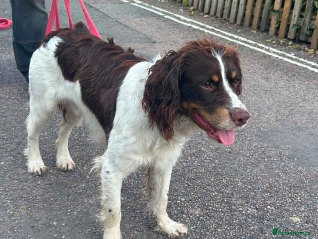English Springer Spaniel dogs for sale: Lupo. 8 month old springer looking for a new home in Beaminster - Advert 1