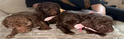 Cavapoo dogs for sale: Beautiful little of cavapoo puppy’s  in Nottingham - Advert 14