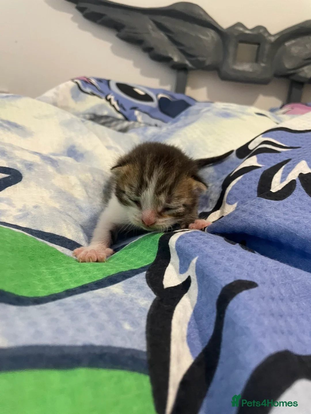 Persian cats for sale: Persian kittens  - Advert 12