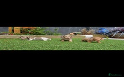 Miniature Dachshund dogs for sale: Mini Daxis Available - Image 1