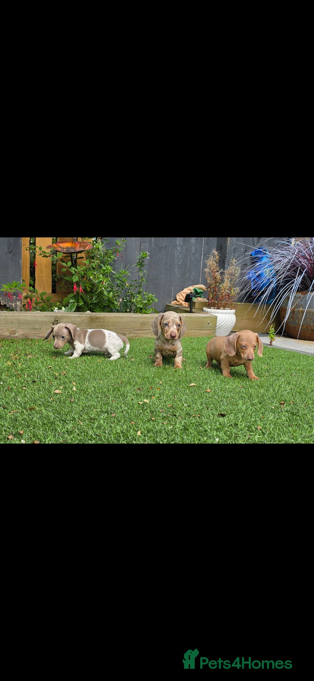 Miniature Dachshund dogs for sale: Mini Daxis Available - Image 1