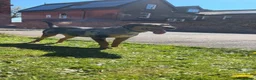 Catahoula Leopard Dog dogs for sale: Looking for a foster for my baby in Ashford - Advert 5