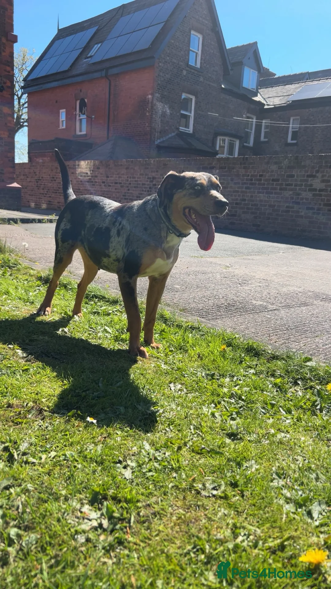 Catahoula Leopard Dog dogs for sale: Looking for a foster for my baby in Ashford - Advert 5