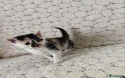 Mixed Breed cats for sale: 7 little kittens - Image 27