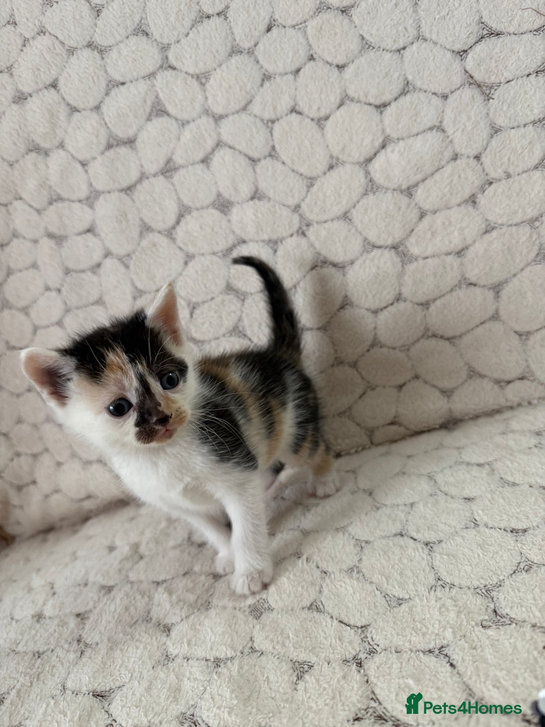 Mixed Breed cats for sale: 7 little kittens - Image 27