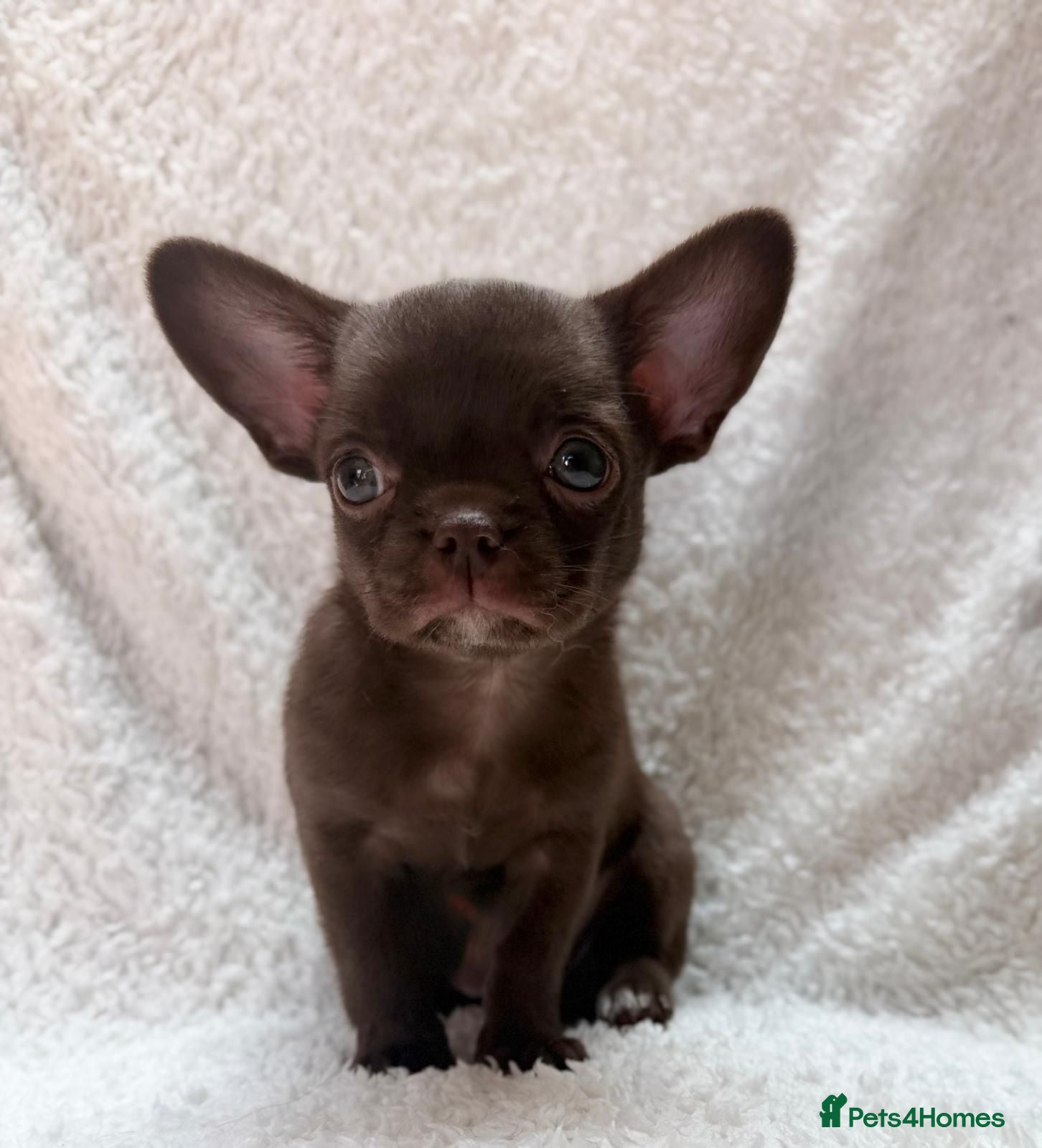 Chihuahua dogs KC puppies for sale  - Advert 11