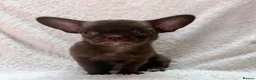 Chihuahua dogs for sale: KC puppies for sale  - Advert 7