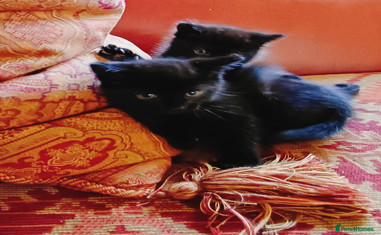 European cats - Advert 1
