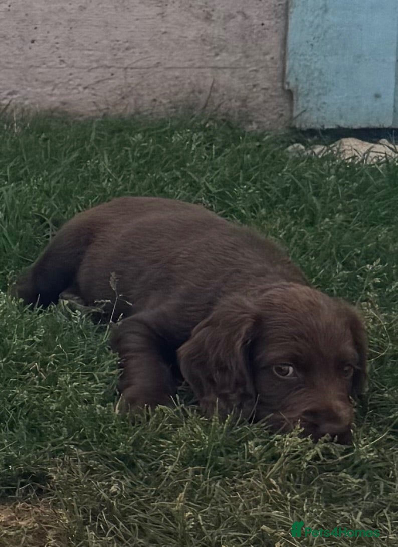 Cocker Spaniel dogs Beautiful litter of cocker spaniel puppies - Advert 2