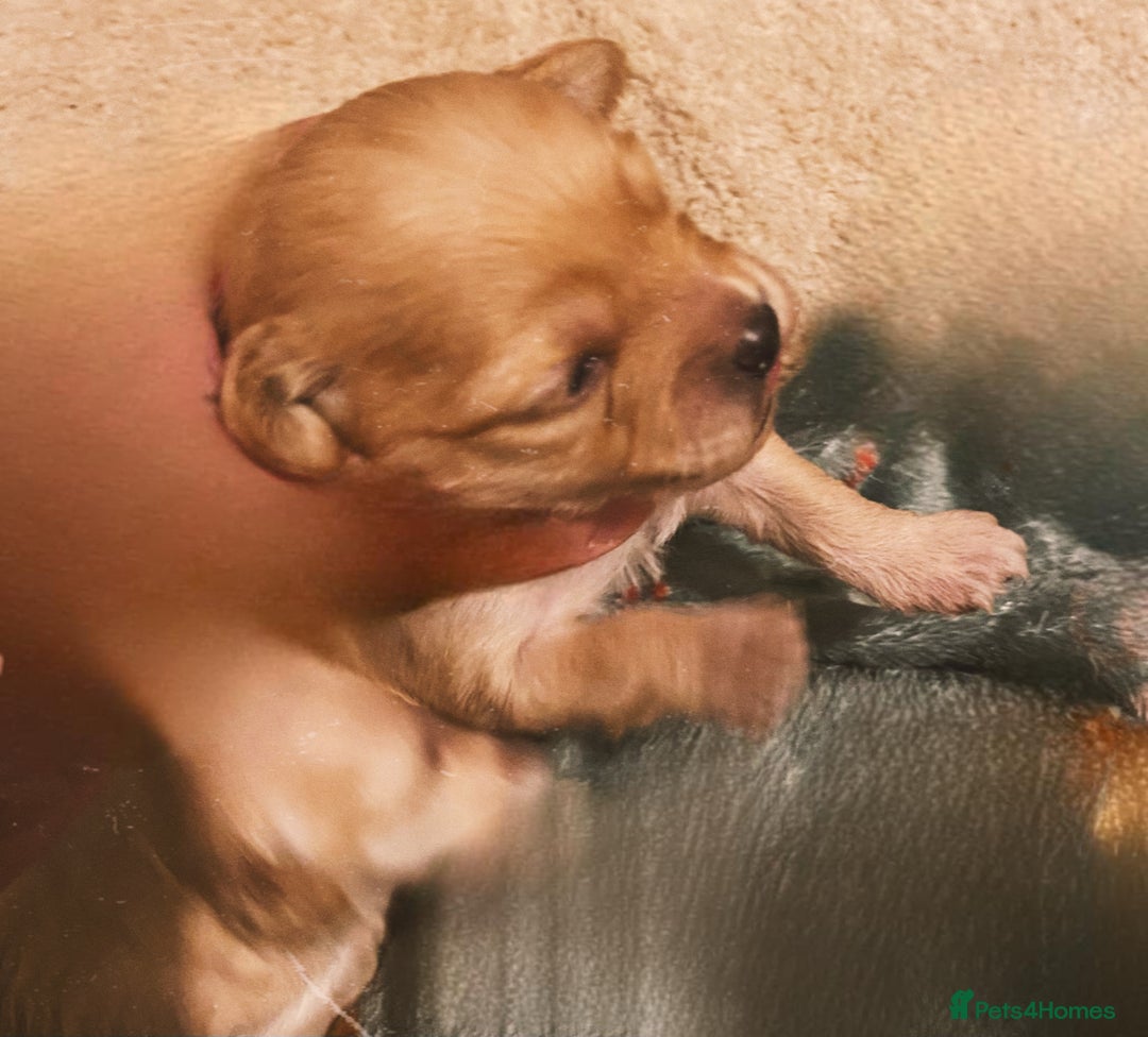 Maltipoo dogs for sale: 🧸🧸Teddy bears🧸🧸 - Image 6