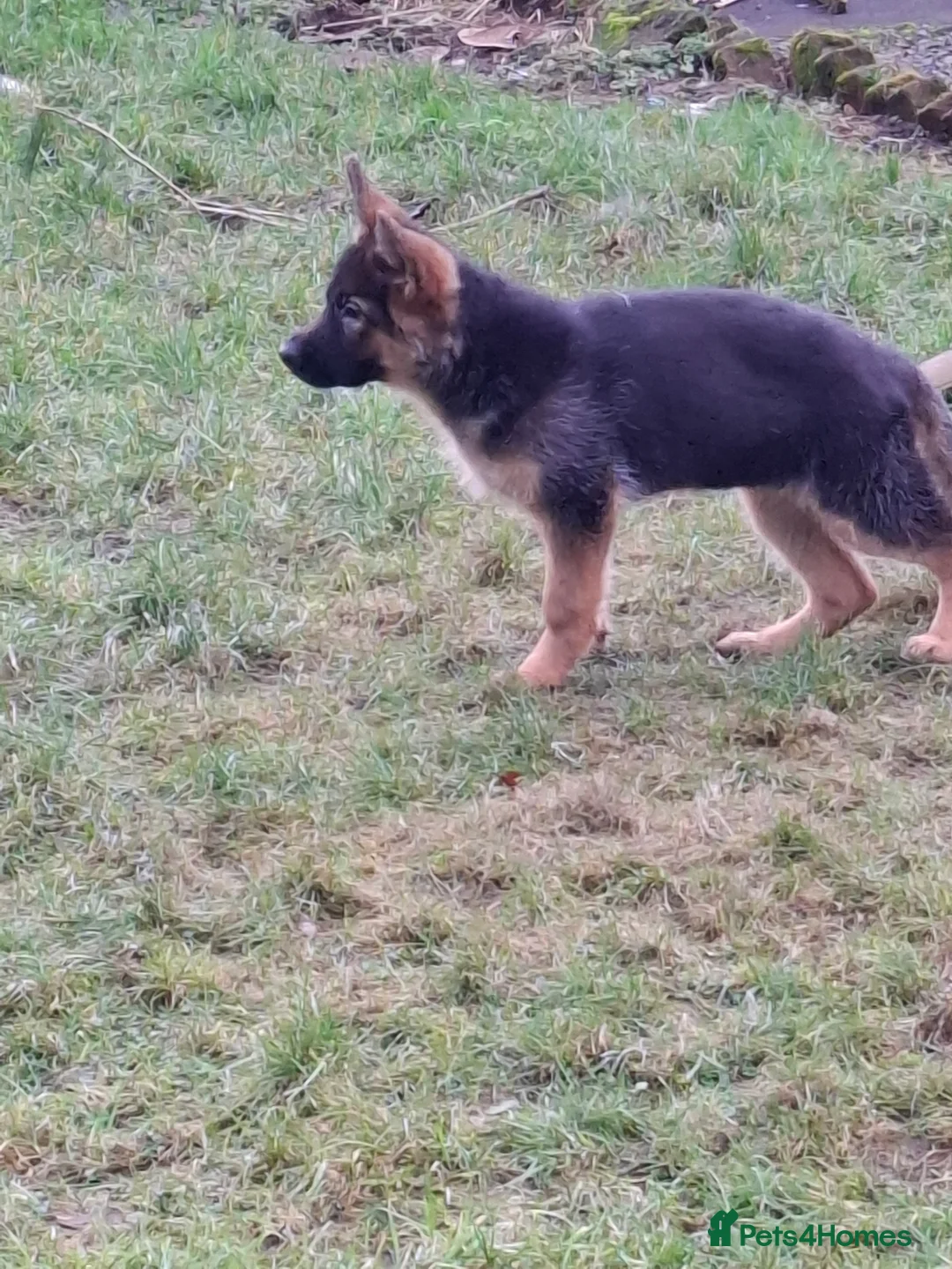 German Shepherd dogs for sale: German Shepherd Pups - Advert 4